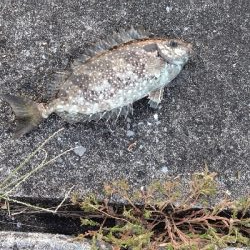 クロサギとアイゴ