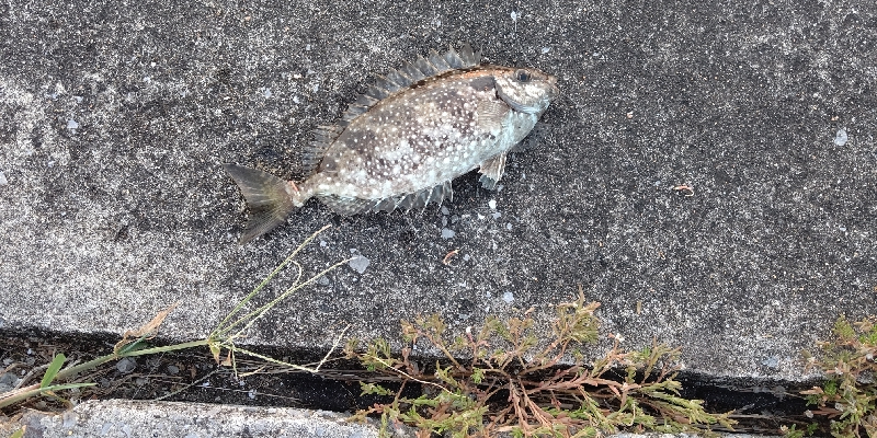 クロサギとアイゴ