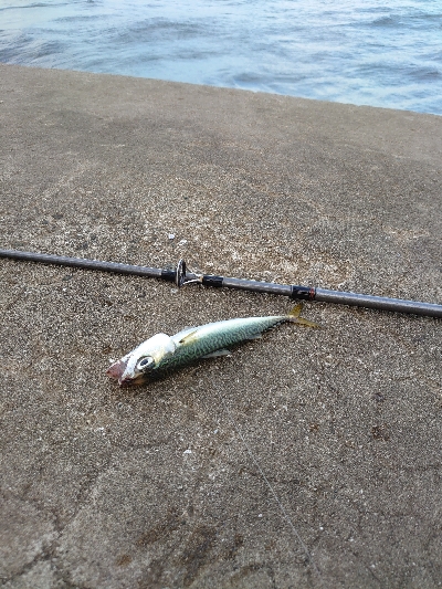 ライトショアジギング