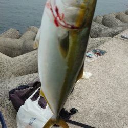 青物○ タチウオ☓