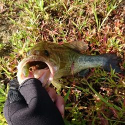 久しぶりの晴れ天気で5尾ゲット！