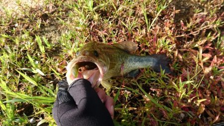 久しぶりの晴れ天気で5尾ゲット！