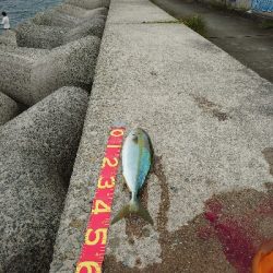 青物もタチウオも渋い