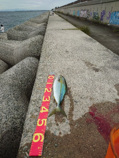 青物もタチウオも渋い