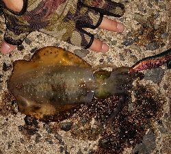 トンカツ&コロッケ