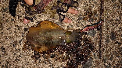 トンカツ&コロッケ