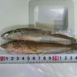 苅屋海岸のキス釣り