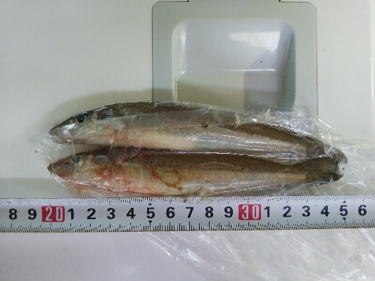 苅屋海岸のキス釣り