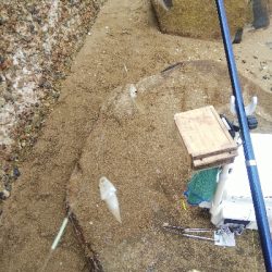 室津のキス釣り