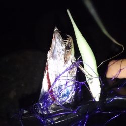 タチウオワインド