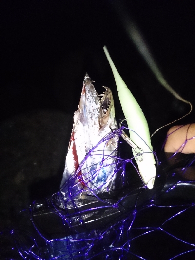 タチウオワインド