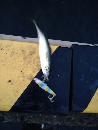 癒やしの虹＆サバゲー