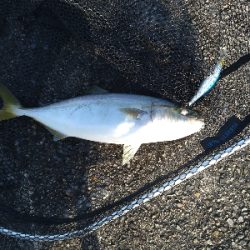 ツバス1匹1バラし