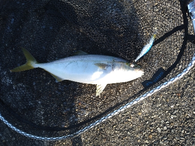 ツバス1匹1バラし