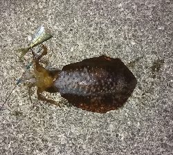 今週も、行ってきました。