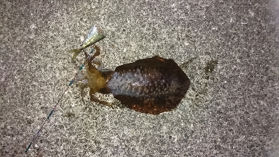 今週も、行ってきました。