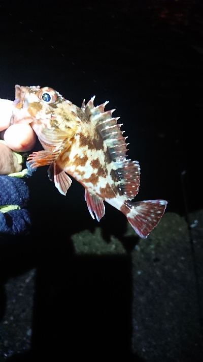 ガッシーゲーム