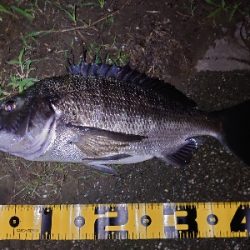 シーバス狙いが…