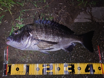 シーバス狙いが…