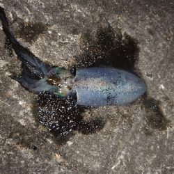 シーバスロッドでエギング