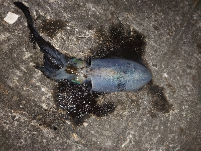 シーバスロッドでエギング