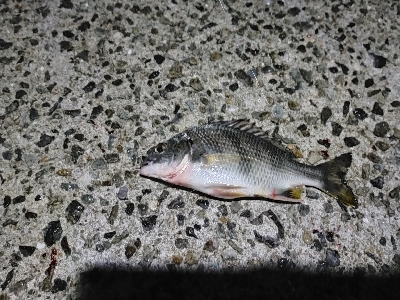 小物釣り