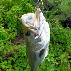 水門つきのやつ