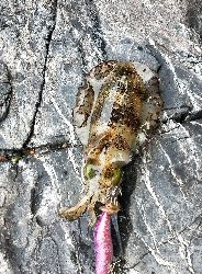 久しぶりエギング