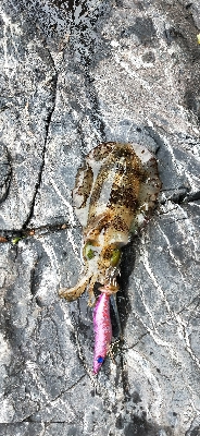 久しぶりエギング