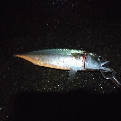 何とか大サバ、太刀魚