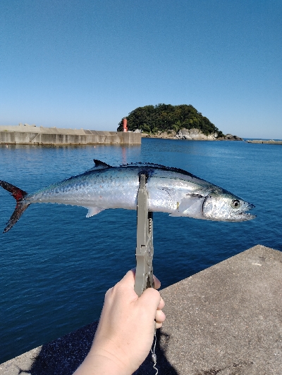 香住　青物遠征