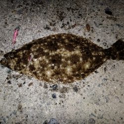 久美浜　アオリイカ、根魚遠征