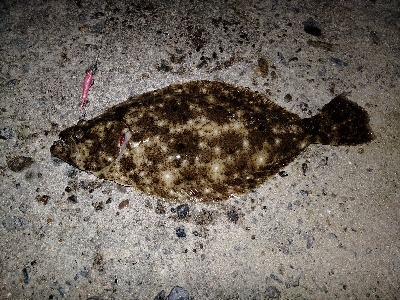 久美浜　アオリイカ、根魚遠征