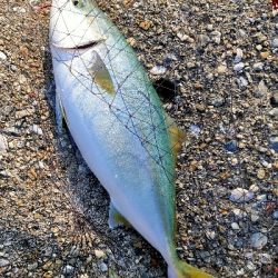 ハマチ45cmぐらい2匹