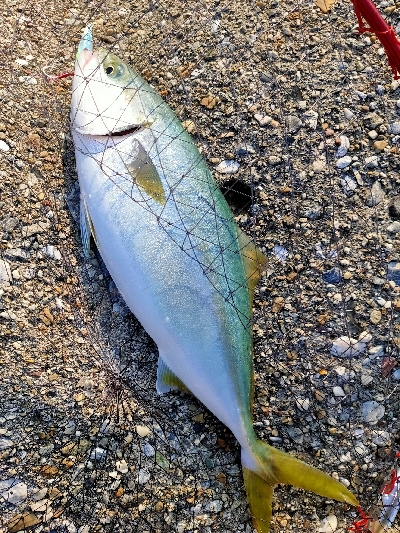 ハマチ45cmぐらい2匹