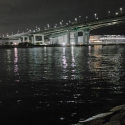 のんびり夜釣り