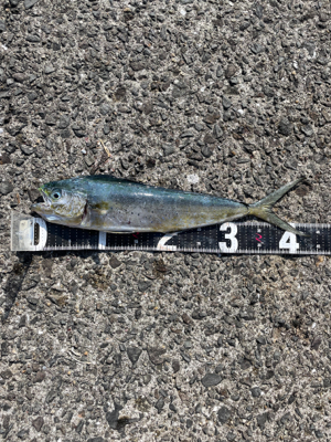 ショアジギング