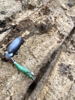 シーズン開幕!ロッド墨付け!