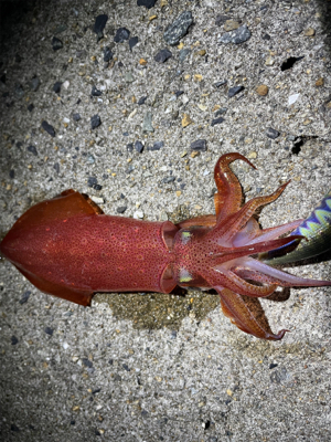 ライトエギング