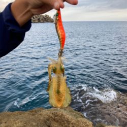 アオリイカ　新子　調査