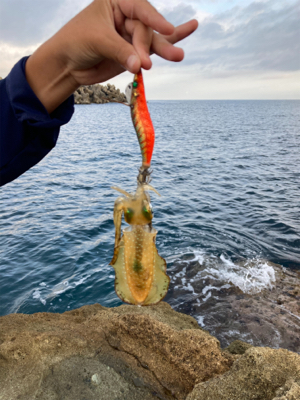 アオリイカ　新子　調査