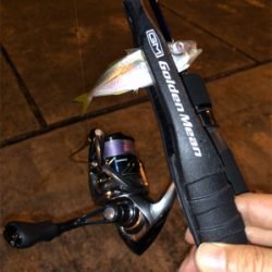 豆アジングのつもりが