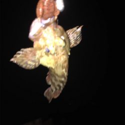 ガシラ、キビレ