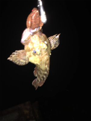 ガシラ、キビレ