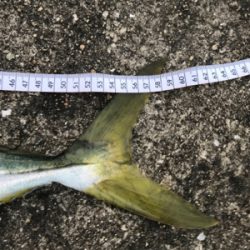 到着後程なくして時合でツキあり