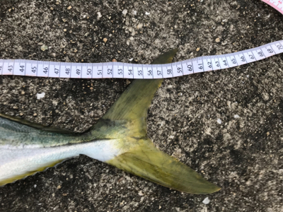 到着後程なくして時合でツキあり