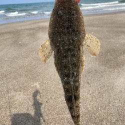 まだまだマゴチ釣れるかなぁ