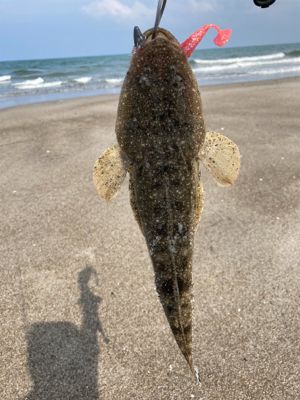 まだまだマゴチ釣れるかなぁ