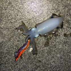 ナイトエギング