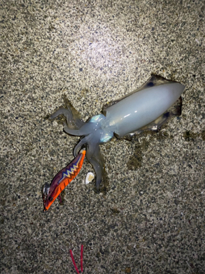 ナイトエギング